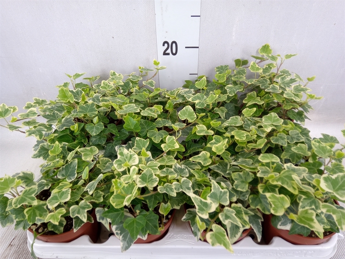 <h4>Hedera helix 'White Wonder'</h4>