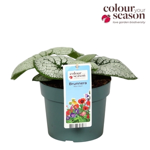 Brunnera