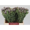 Kaaps Groen Pubescens