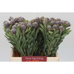Kaaps Groen Pubescens