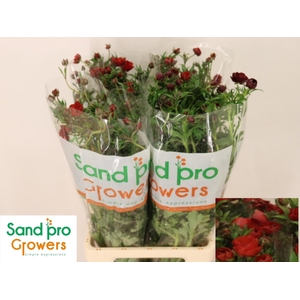 RAN CO MAG TANGERINE