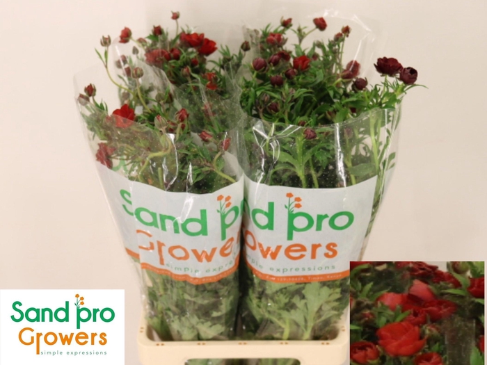 <h4>RAN CO MAG TANGERINE</h4>