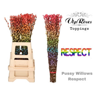 Salix paint pussy willow respect