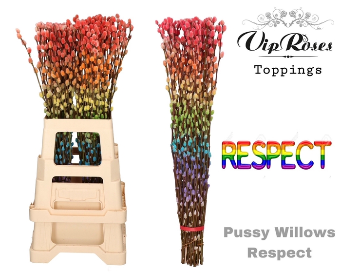 Salix paint pussy willow respect