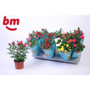 RO B MONDE GEM 7 SRT