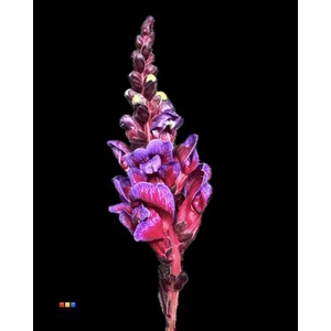 Antirrhinum Expression