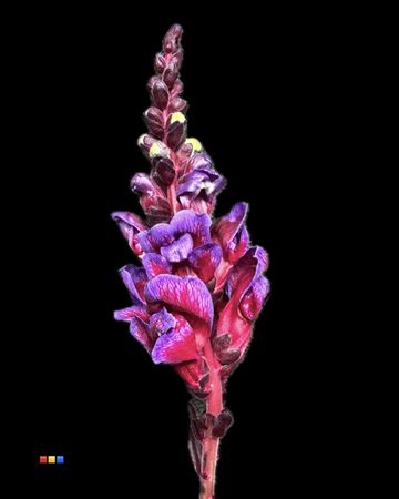 <h4>Antirrhinum Expression</h4>