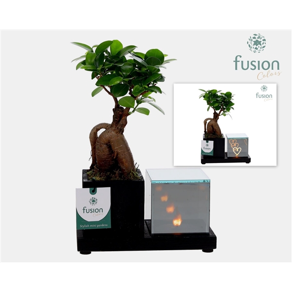 Elegant houten LED planter met Ficus Ginseng