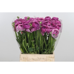 Ran Su Nonno Antonio