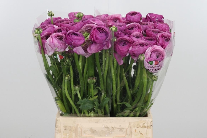 <h4>Ran Su Nonno Antonio</h4>