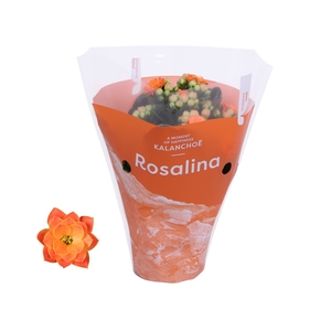 Kalanchoe blossfeldiana Rosalina Do