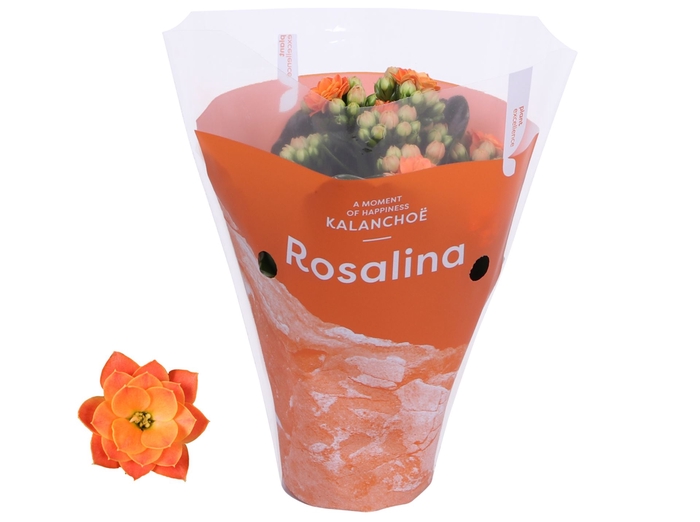 Kalanchoe blossfeldiana Rosalina Do