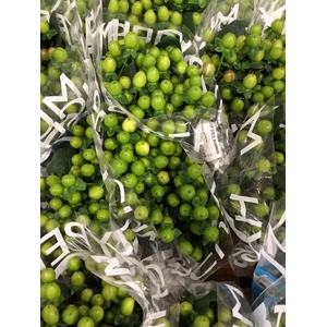 HYPERICUM COCO BAMBOO