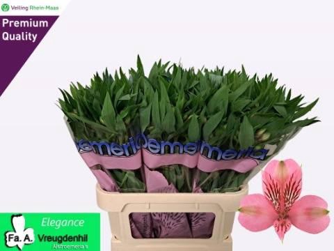 <h4>ALSTR ELEGANCE</h4>