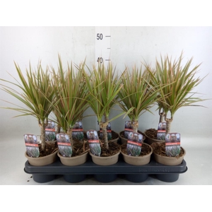 Dracaena marg. 'Bicolor'