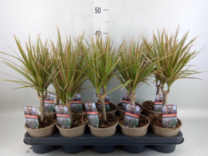 <h4>Dracaena marg. 'Bicolor'</h4>