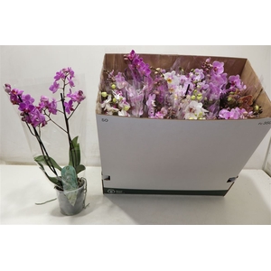 Phal Mf Gem 8 Kl