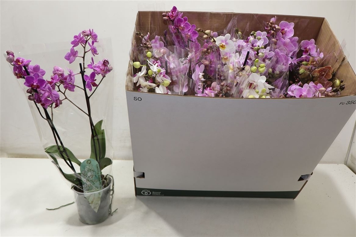 <h4>Phal Mf Gem 8 Kl</h4>
