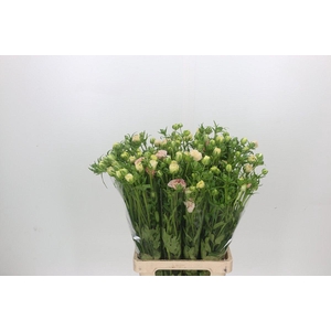 Ranunculus Magical Mascarpone