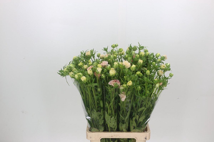 <h4>Ranunculus Magical Mascarpone</h4>