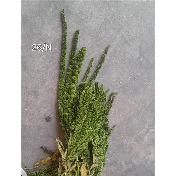 <h4>GESTABILISEERD AMARANTHUS (H) OLIJFGROEN</h4>