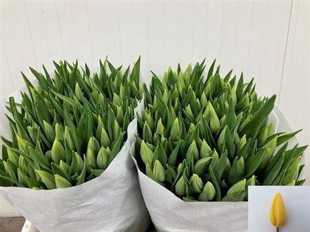 <h4>Tu En Strong Gold</h4>