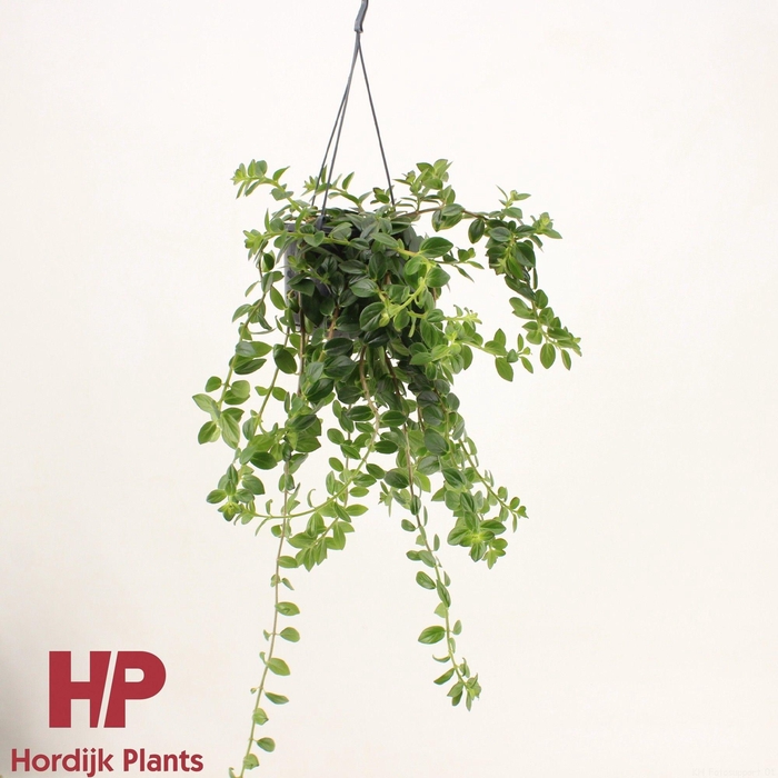 <h4>Columnea 'Krakatau' - GROEN</h4>