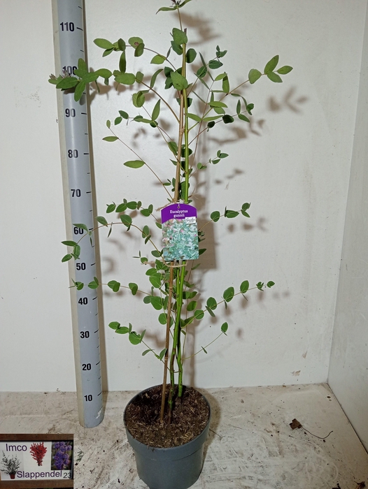 <h4>EUCAL GUNNII</h4>