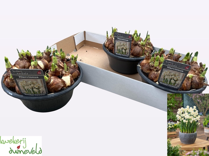 <h4>NARC D BRIDAL CROWN</h4>