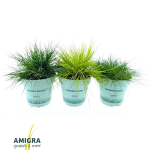 Siergrassen Mix 10,5cm