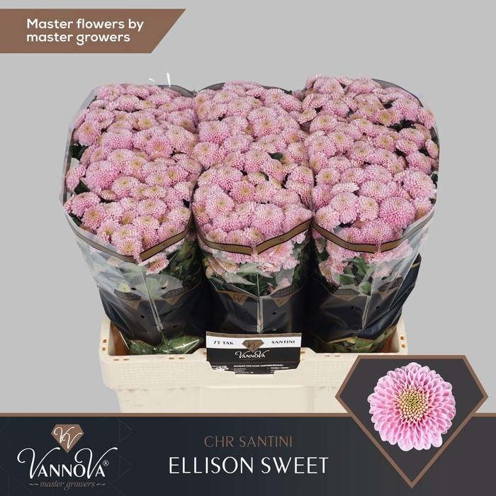 <h4>CHR SAN ELLISON SWEET CHR S ELLISON</h4>