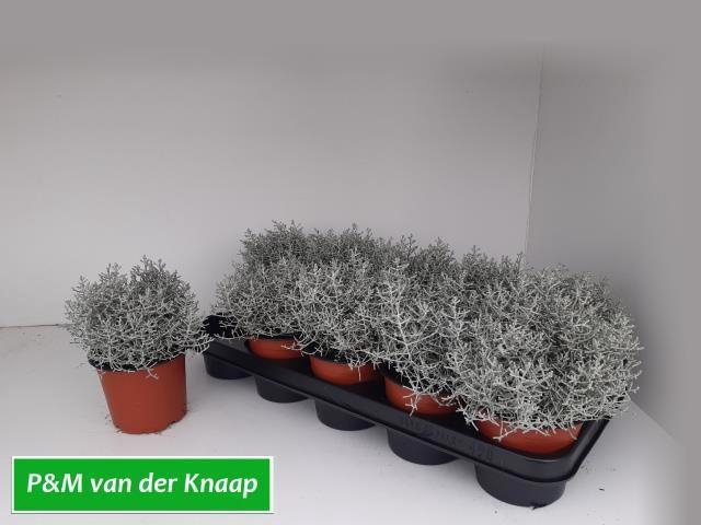 <h4>LEUCOPH BROWNII</h4>