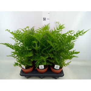 Pteris straminea