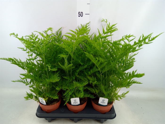 <h4>Pteris straminea</h4>