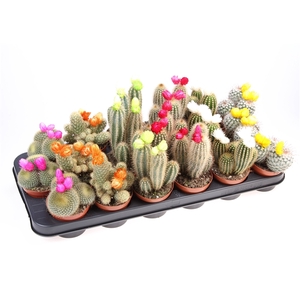 Cactus decoratie strobloem mix