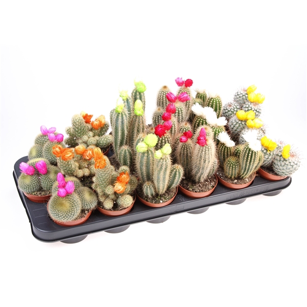 <h4>Cactus decoratie strobloem mix</h4>
