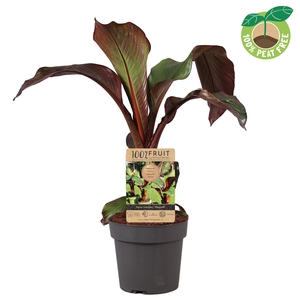 Ensete Maurelli Red Banana