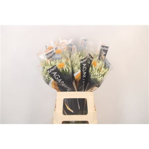 Agapanthus Eyfori White