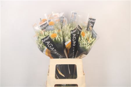 <h4>Agapanthus Eyfori White</h4>