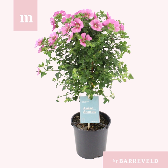 <h4>Anisodontea Elegance Princess stam</h4>