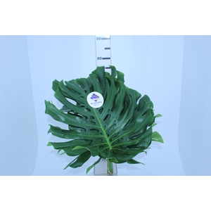 FOLHAGEM MONSTERA DELICIOSA 040 CM
