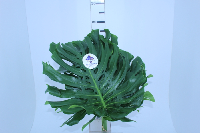 FOLHAGEM MONSTERA DELICIOSA 040 CM