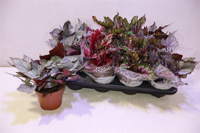 <h4>Beg Bel Gem</h4>