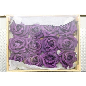 Zijden Roos Violet