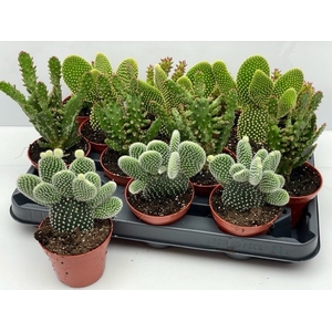 OPUNTIA