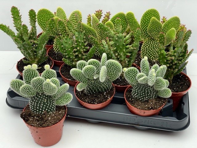 <h4>OPUNTIA</h4>