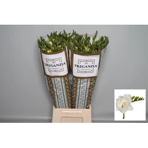 Freesia du Belleville