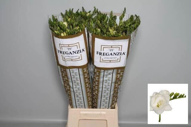 <h4>Freesia du Belleville</h4>