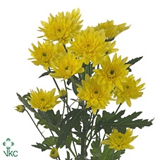 <h4>CHR T EURO SUNNY</h4>