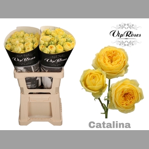 R TR CATALINA